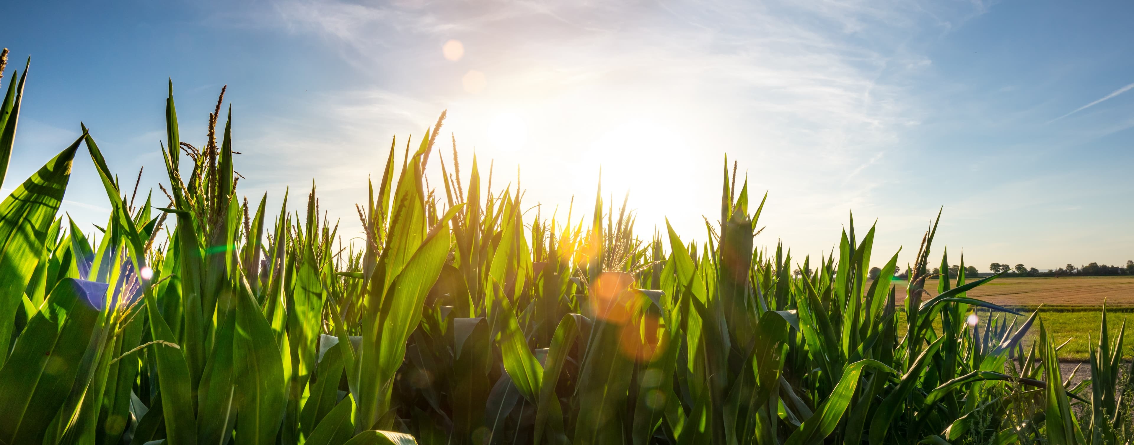 Crops in field